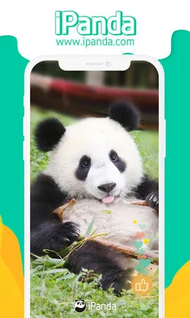 iPanda(��è����ƽ̨)v1.1.5 �ٷ������ͼ