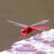 �����ѵ��Ӻ���(����ֱ��Ӧ��)v1.0 ��׿��